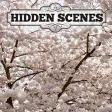 Hidden Scenes - First of Spring Hidden Scenes - First of Spring
