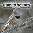 Hidden Scenes - Winter Birding