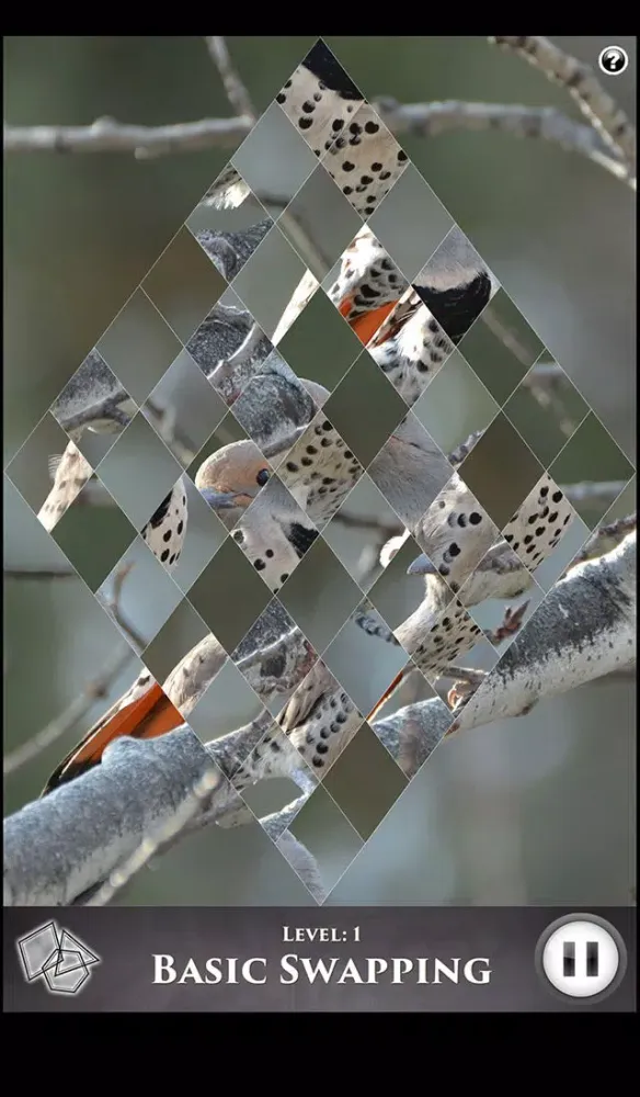 تصاویر Hidden Scenes - Winter Birding