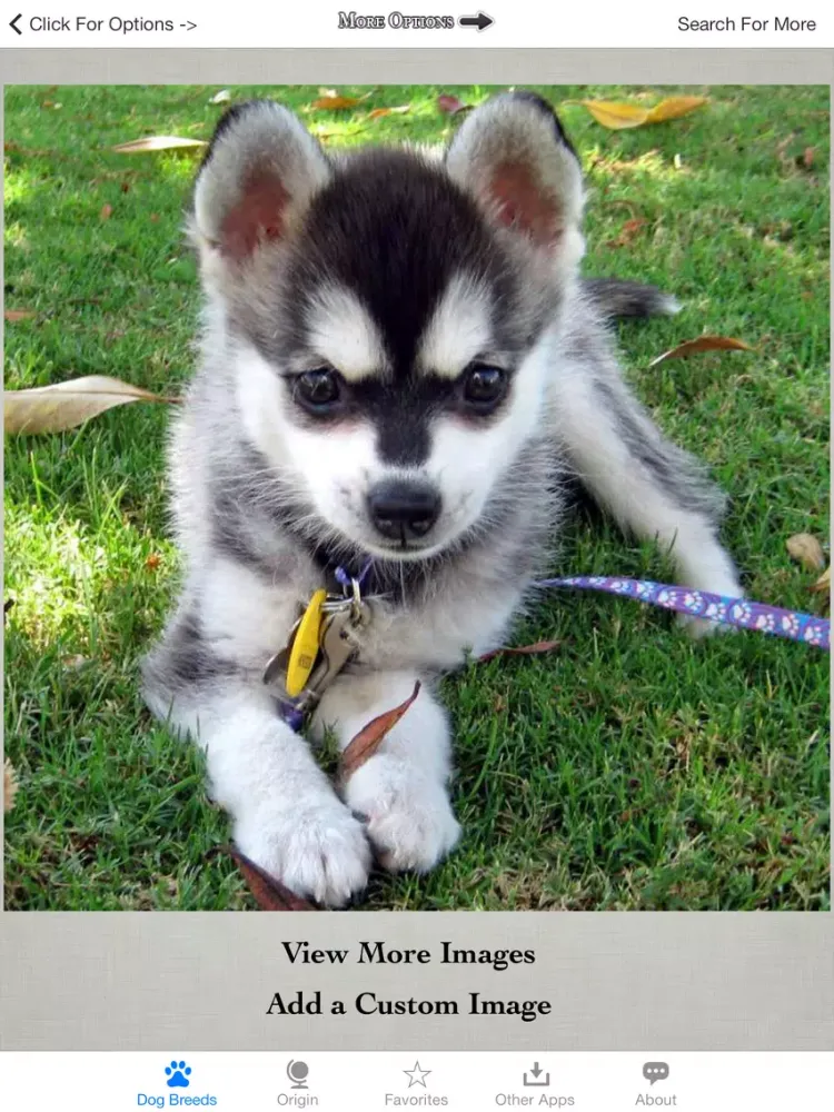 Скриншоты Guide to Dog Breeds iPad 