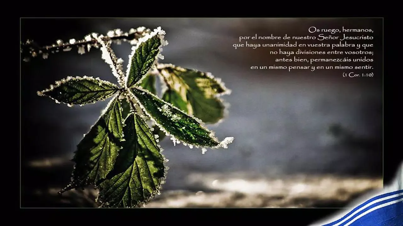 Reflexiones Biblicas de hoy سکرین شاٹس