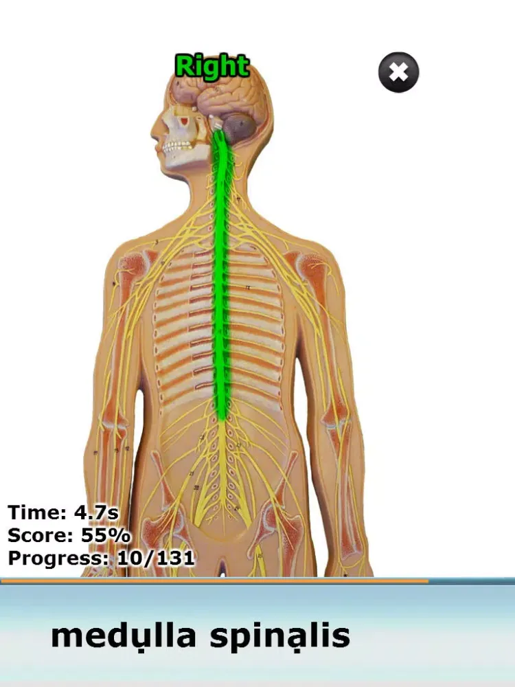 Anatomy Star - CNS (the Brain) iPad  Screenshots
