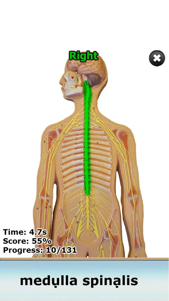 Anatomy Star - CNS (the Brain) Screenshots