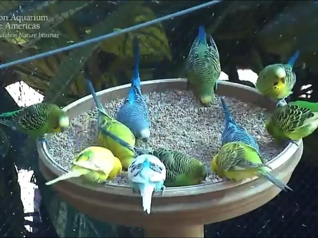 Animal Cams - Watch real live wildlife iPad  سکرین شاٹس