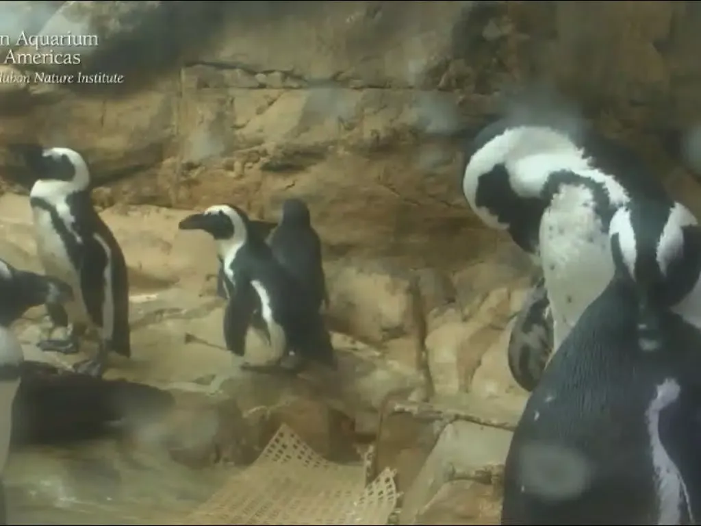 Animal Cams - Watch real live wildlife iPad  سکرین شاٹس