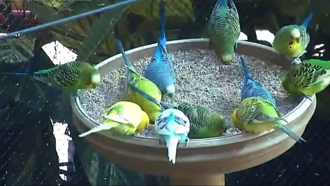 Animal Cams - Watch real live wildlife سکرین شاٹس