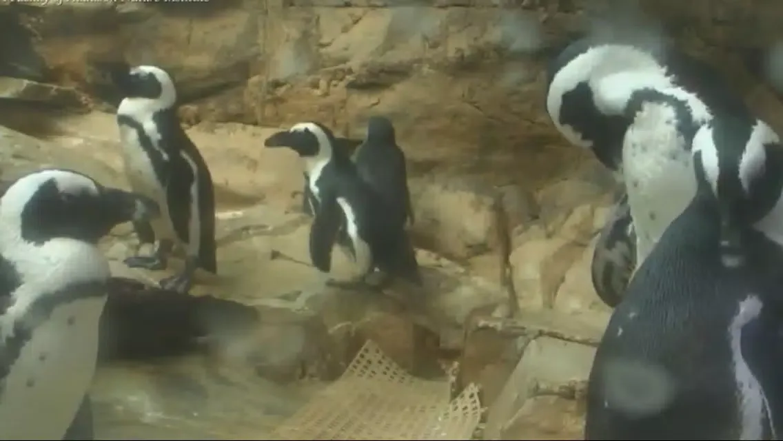 Animal Cams - Watch real live wildlife سکرین شاٹس