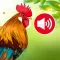 Animal sounds & wallpaper