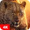 Animal Wallpapers 4K