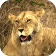 Animals of Africa Video LWP