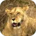 Animals of Africa Video LWP