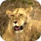 Animals of Africa Video LWP
