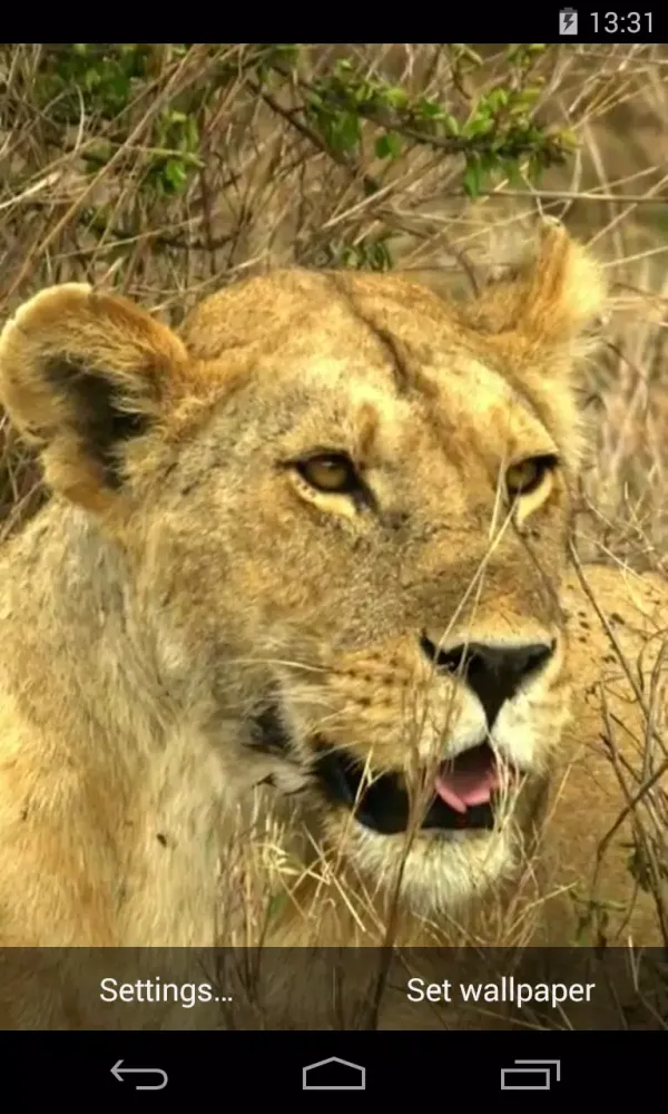 Capturas de pantalla de Animals of Africa Video LWP
