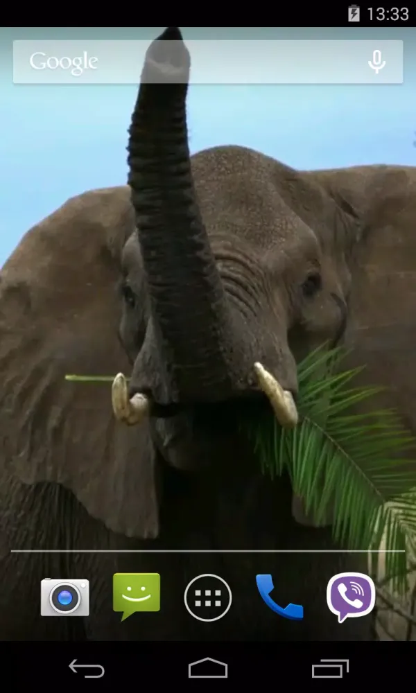 Capturas de pantalla de Animals of Africa Video LWP