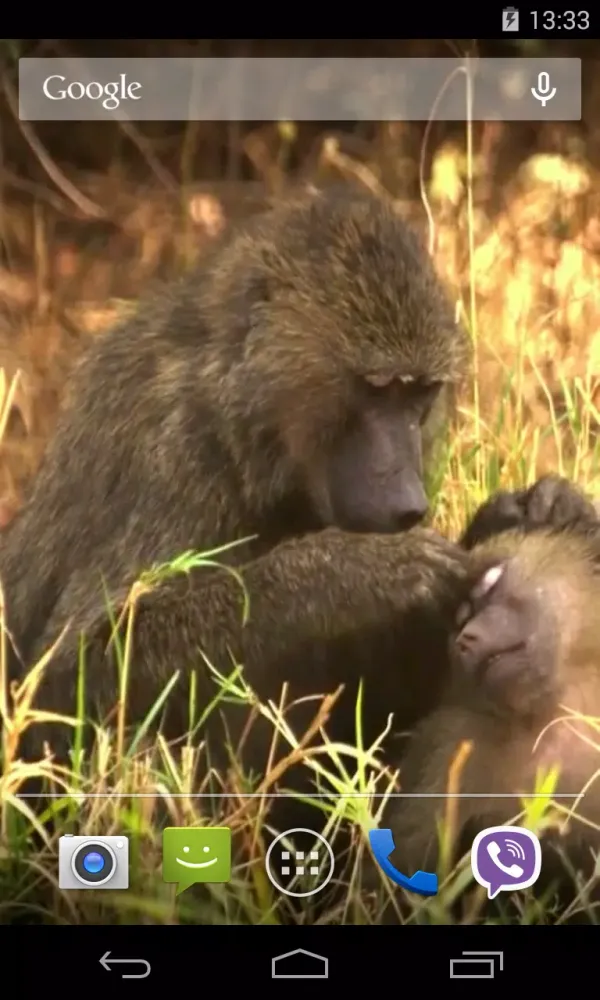 Capturas de pantalla de Animals of Africa Video LWP