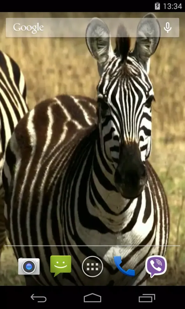 Capturas de pantalla de Animals of Africa Video LWP