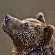 Guess Animal Sounds