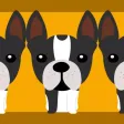 4 Dogs