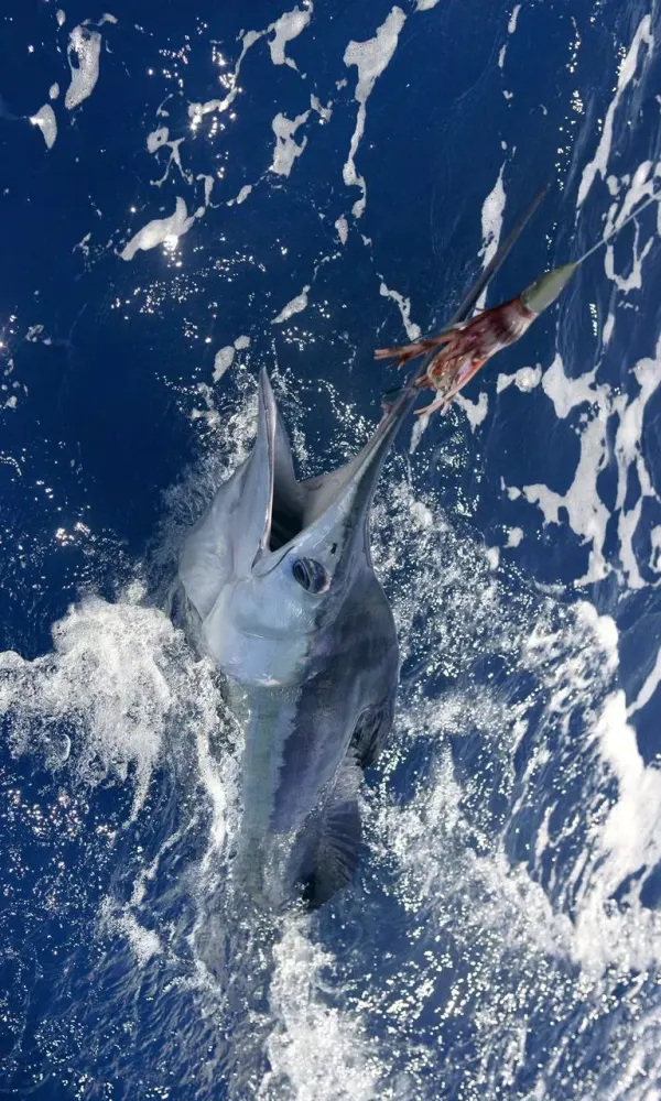 Tangkapan layar Sport Fishing