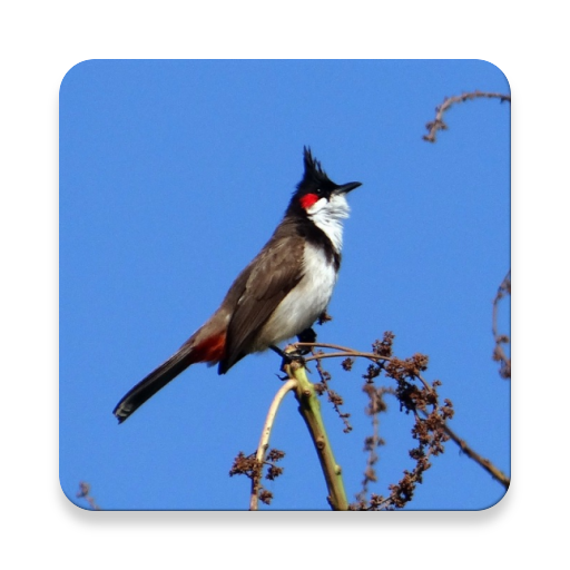 Red-whiskered bulbul bird Soun Red-whiskered bulbul bird Soun