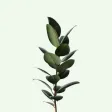 Plant Journal & Watering Plant Journal & Watering