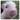 Vegan_Safe