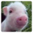 Vegan_Safe Vegan_Safe