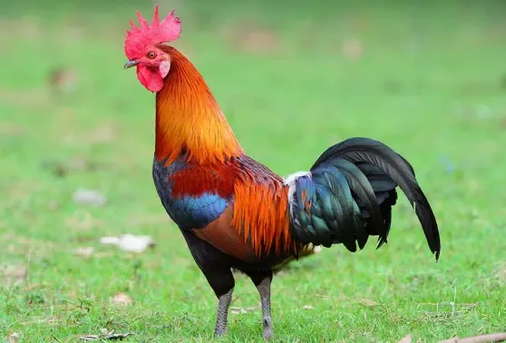 rooster crowing sound应用截图