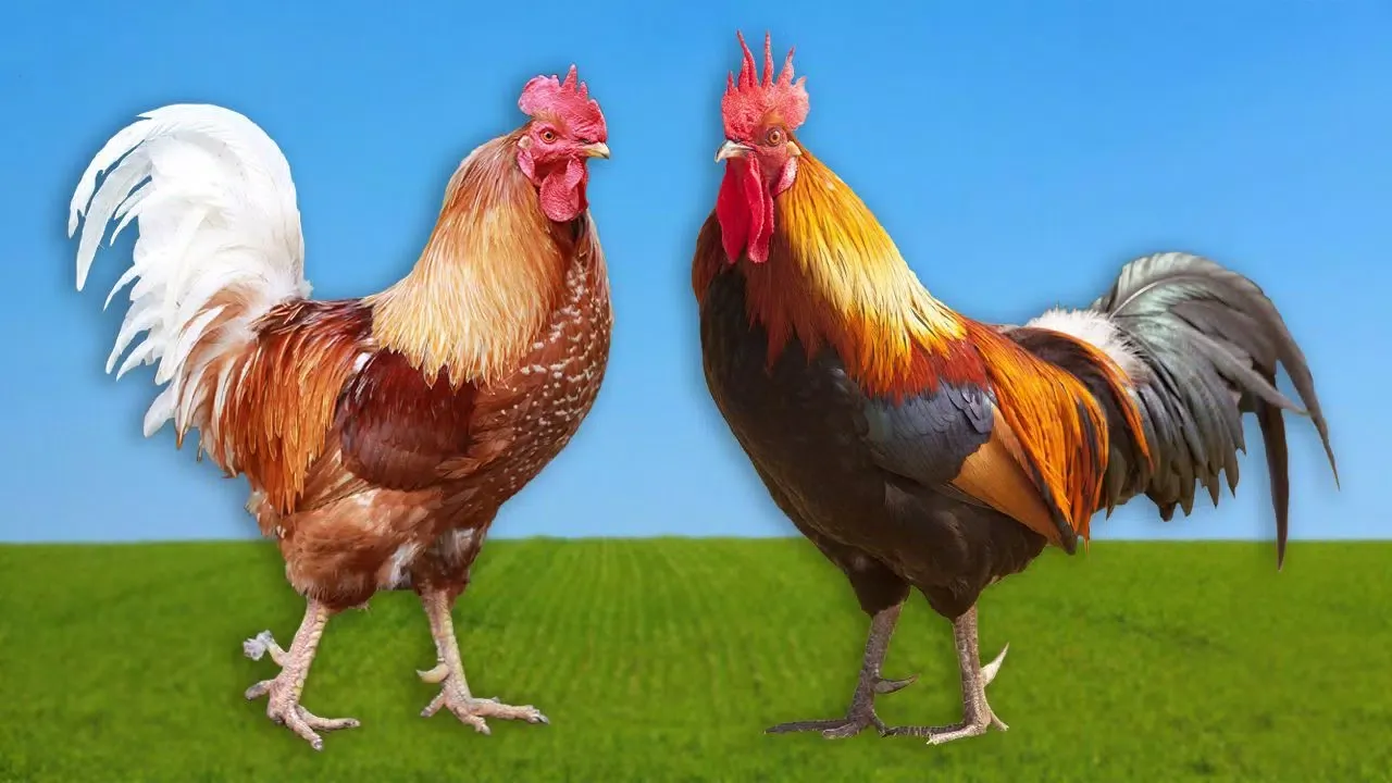 rooster crowing sound应用截图
