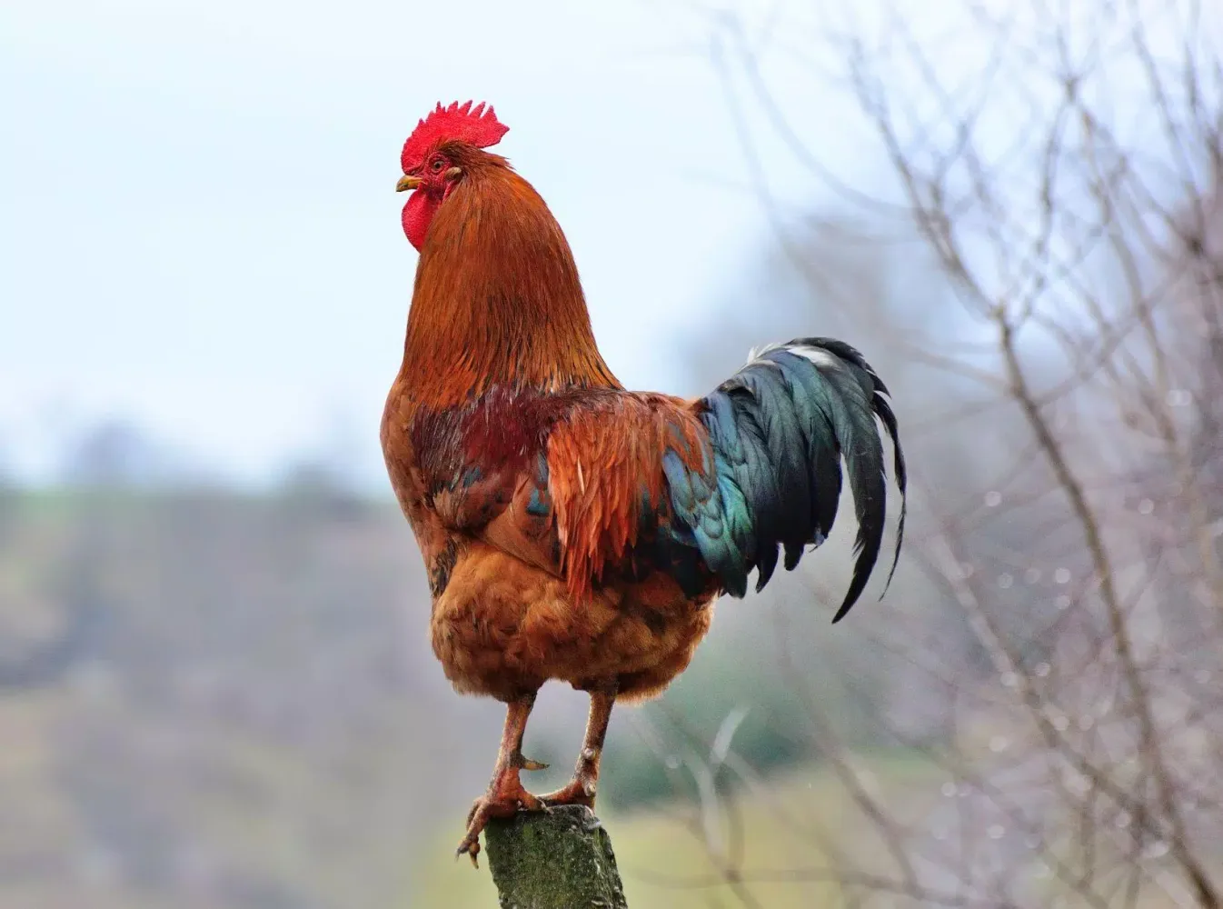 rooster crowing sound应用截图