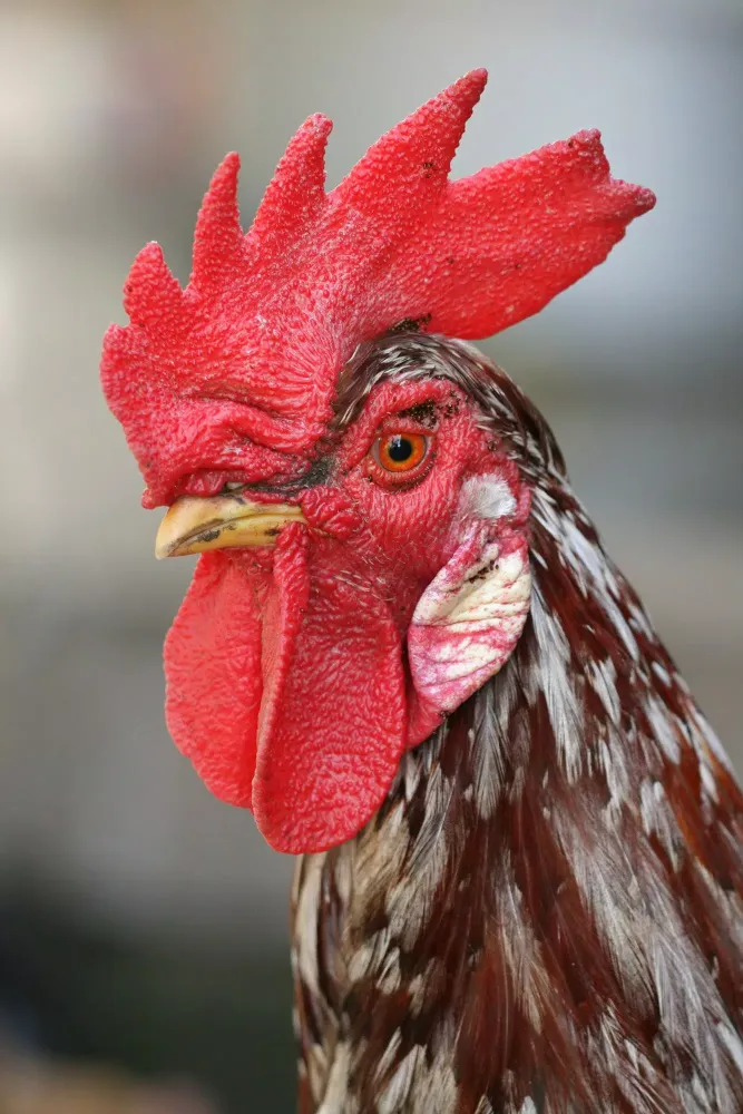 rooster crowing sound应用截图