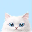 CatGat CatGat