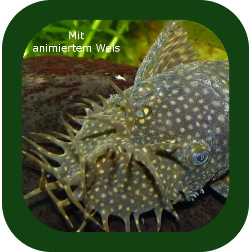 Welse Ratgeber Aquaristik