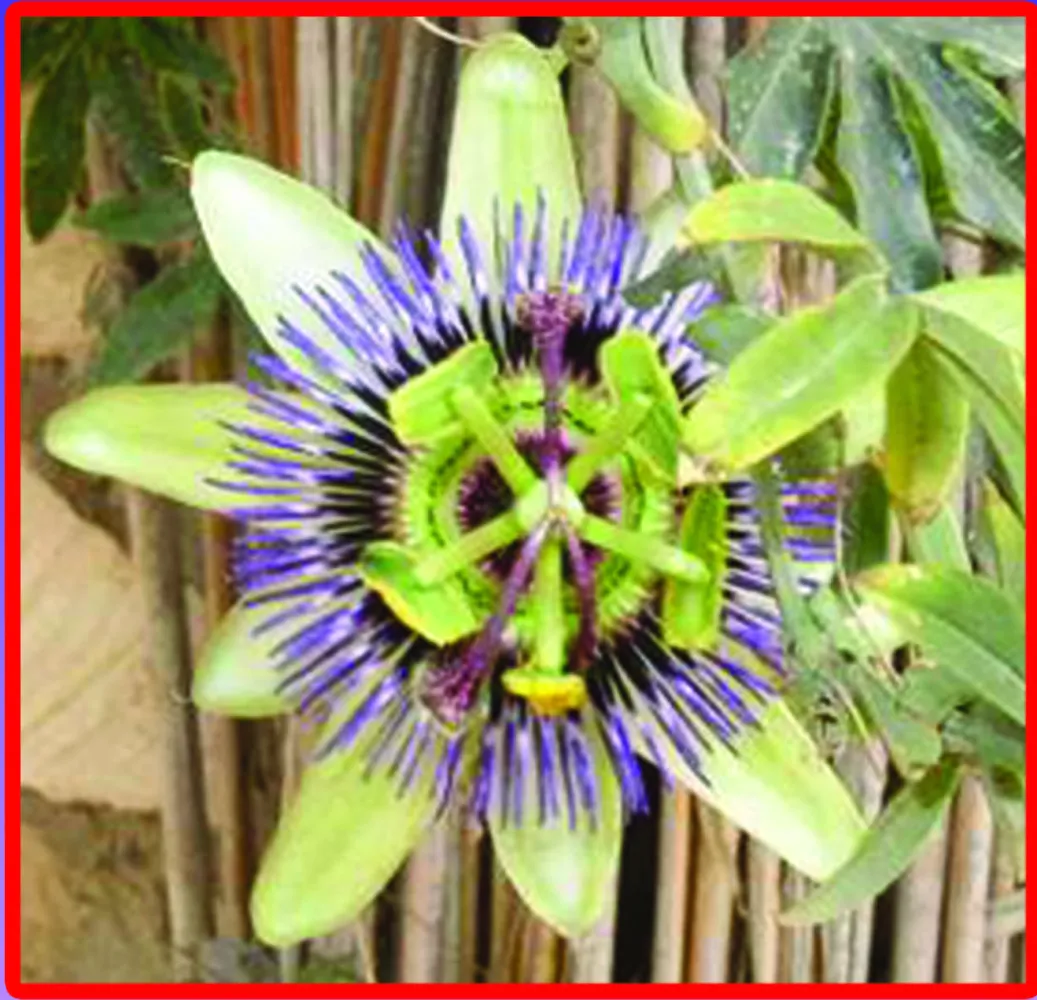 Floral diagrams Screenshots