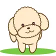 Apple the poodle Apple the poodle
