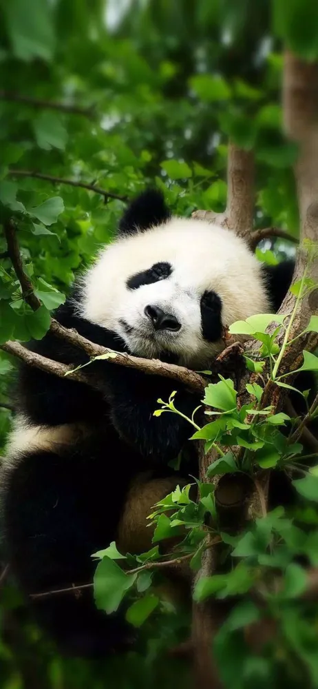 ภาพหน้าจอของ Unique Animal Videos