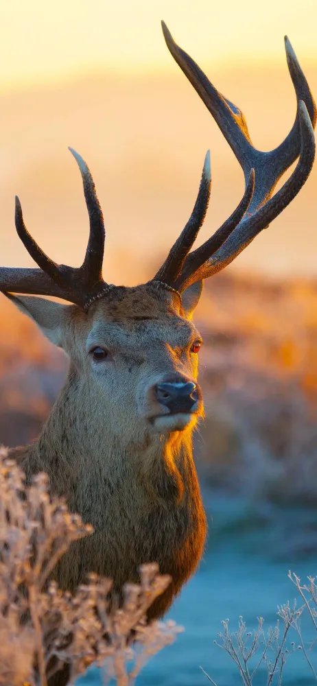 ภาพหน้าจอของ Unique Animal Videos