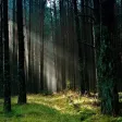 Nature Relaxing Sounds Set Nature Relaxing Sounds Set