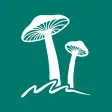 Rostou! - Mushroom Guide Rostou! - Mushroom Guide