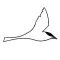 Arctic Tern: Meet Travelers