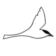 Arctic Tern: Meet Travelers Arctic Tern: Meet Travelers