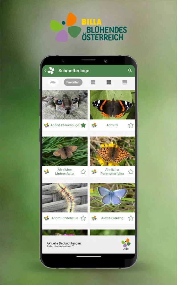 Schmetterlinge Österreichs Screenshots