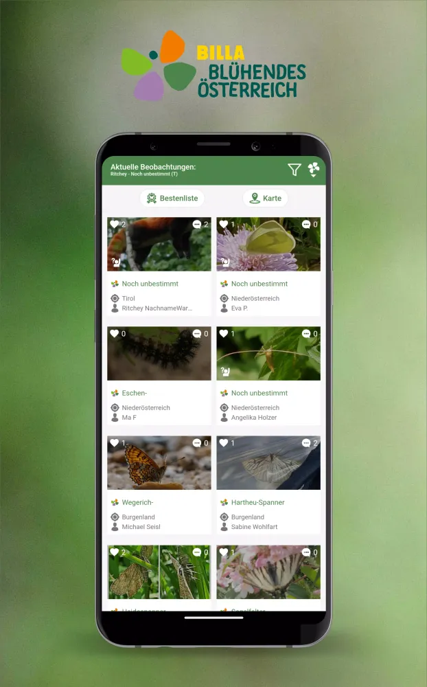 Schmetterlinge Österreichs Screenshots