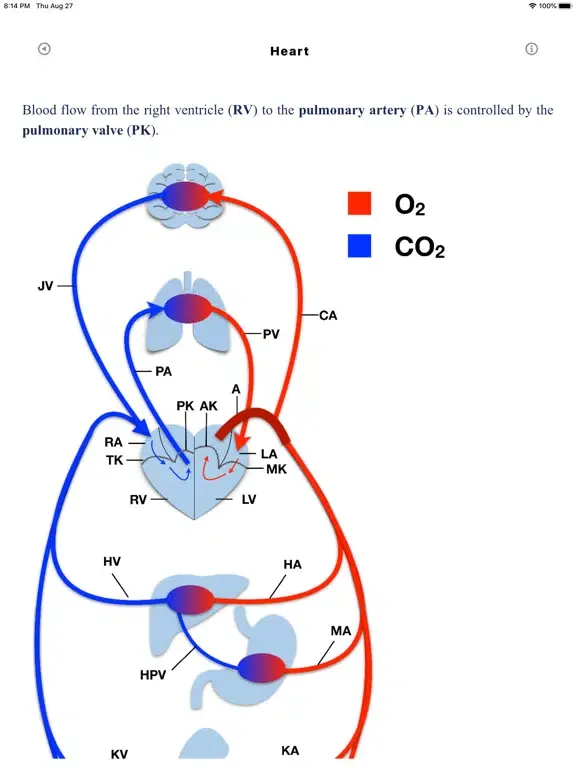 Tangkapan layar Metabolic Organs iPad 