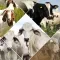 Veterinary Handbook