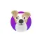 Pnut