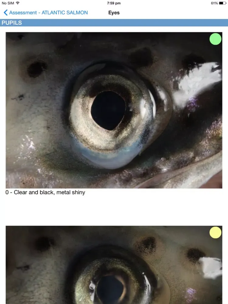 Capturas de pantalla de Australian Seafood Quality Index iPad 