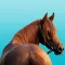 Horse Tracks Lite