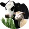 Drought Feed Calculator