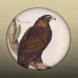 Field Guide to Northern Territory Fauna